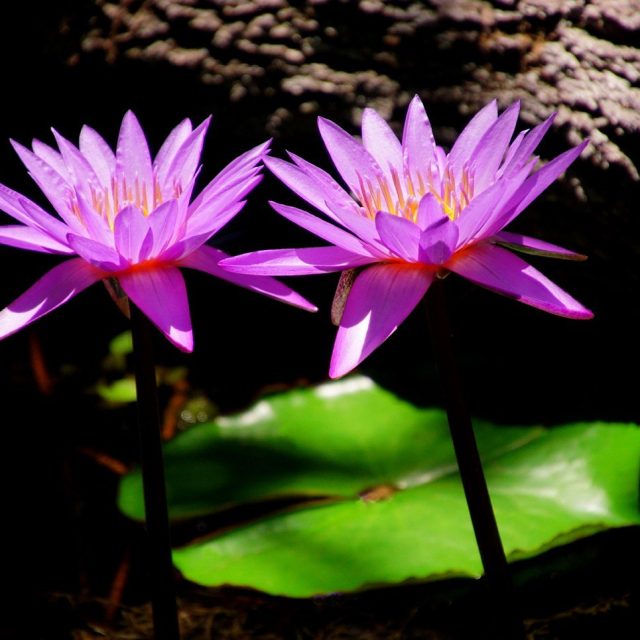 Lilies In Harmony