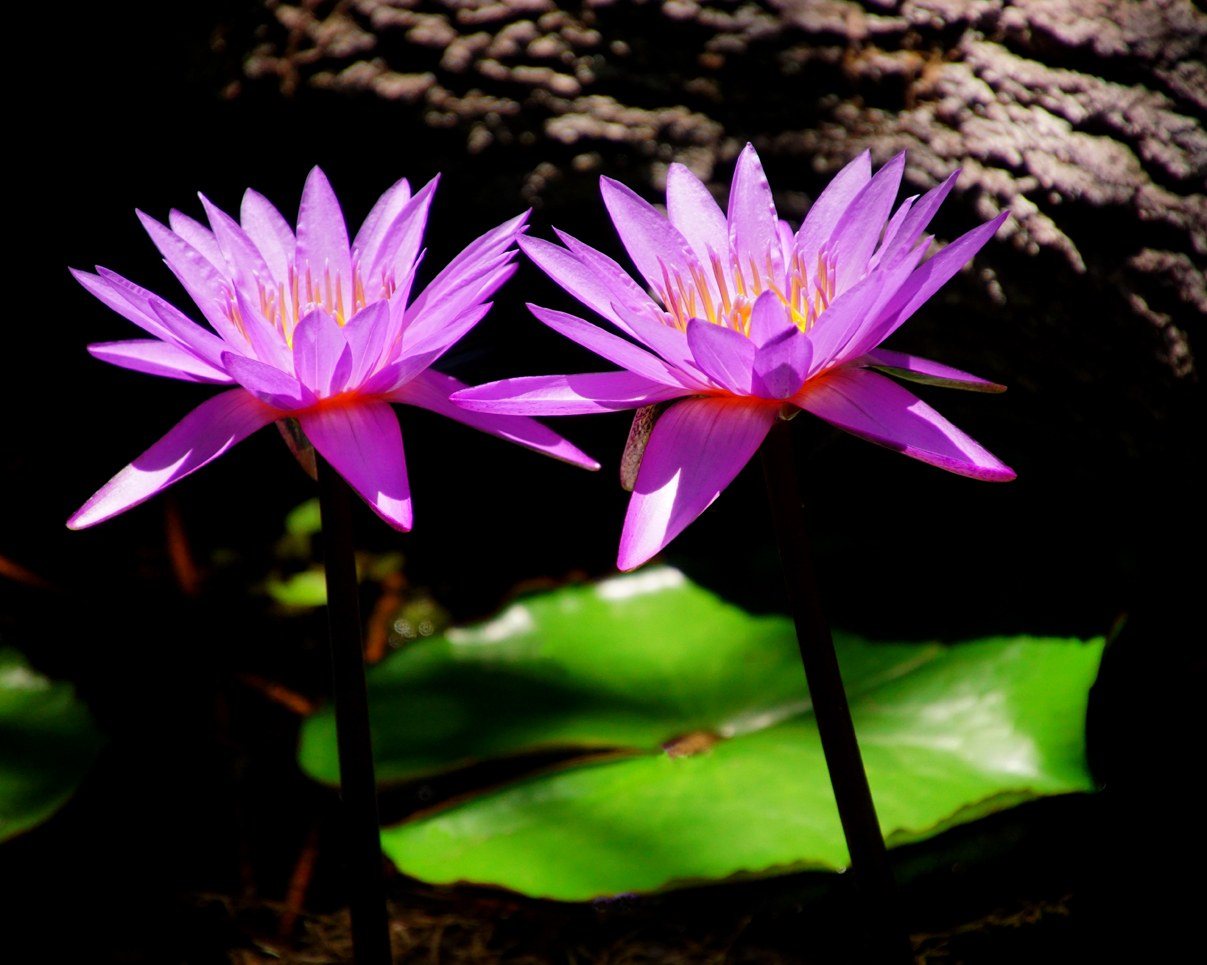 Lilies In Harmony