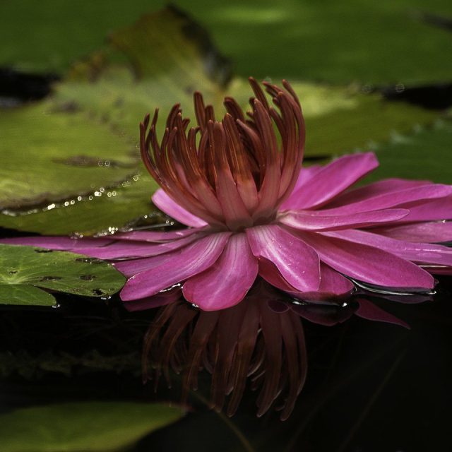Reflection
