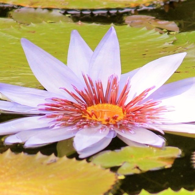 Bloomin' Lily