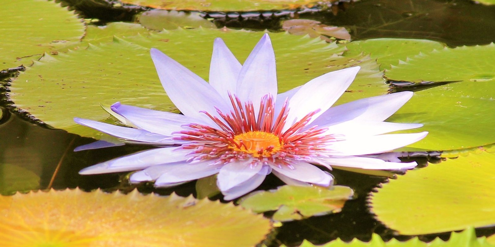 Bloomin' Lily