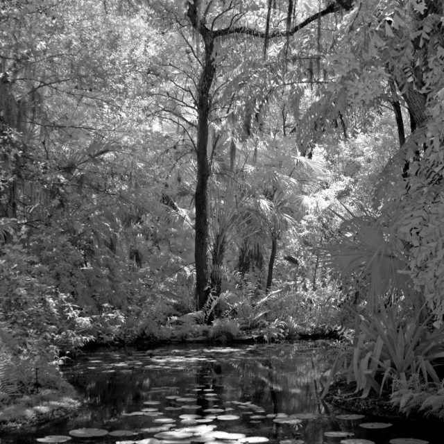 Infrared Lily Pond