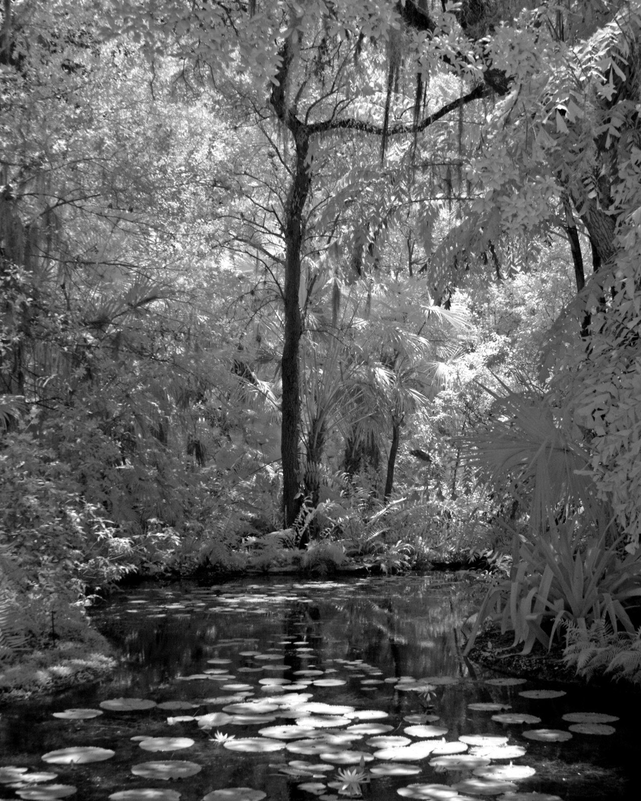 Infrared Lily Pond