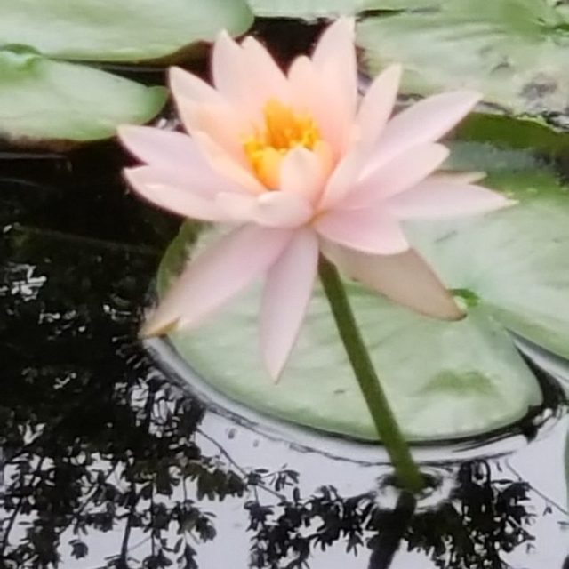 Reflections Of Beauty