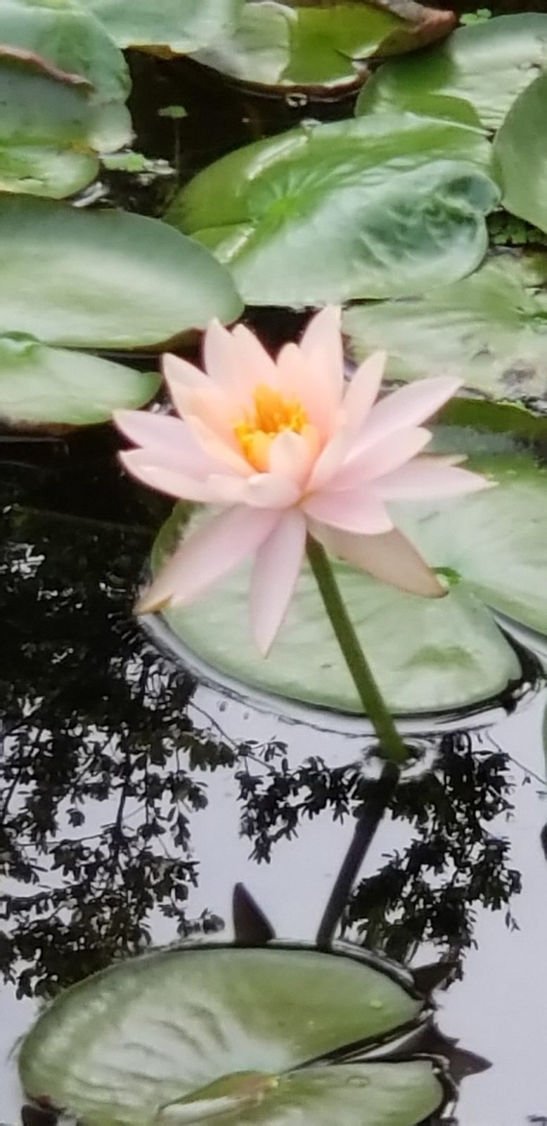 Reflections Of Beauty