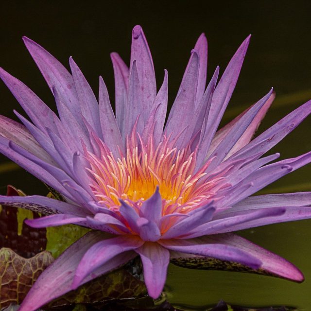Purple Lily