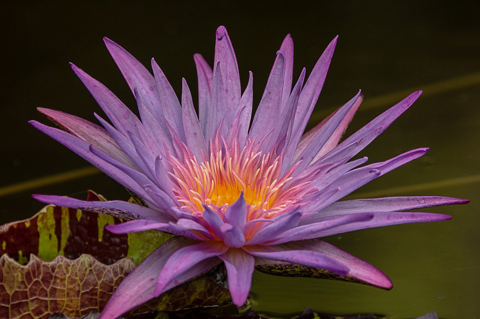 Purple Lily