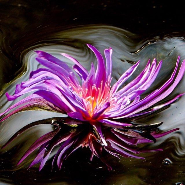 Swirl Of Colors