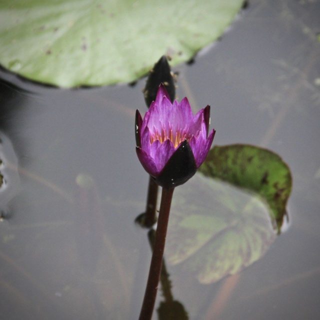 Purple Flame