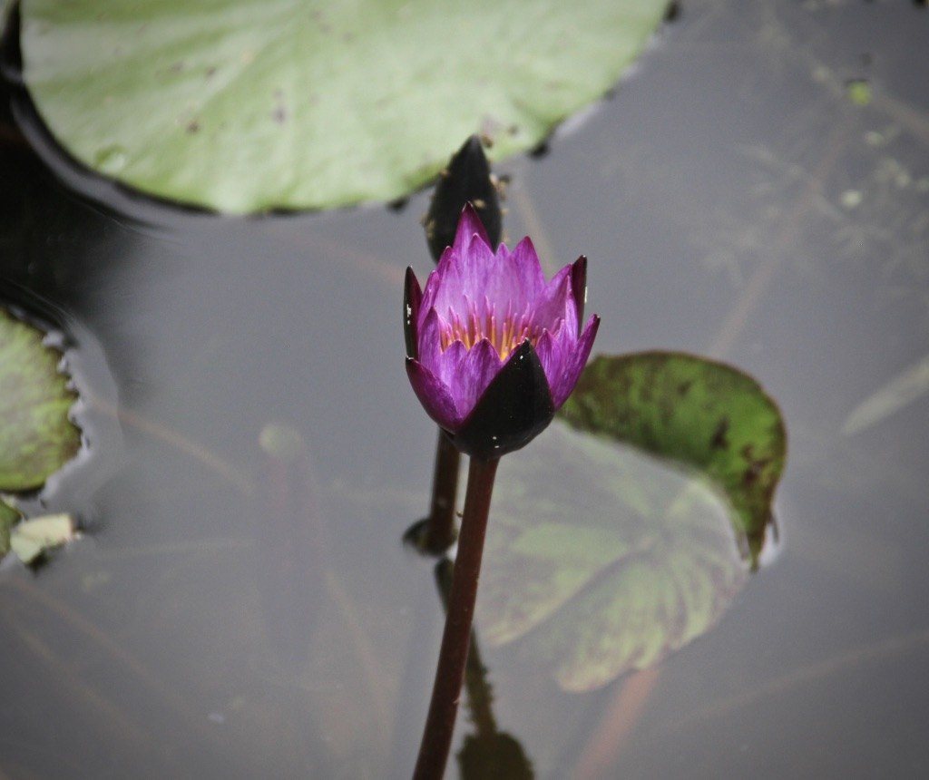 Purple Flame
