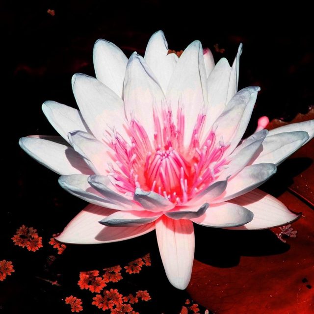 Pink & White