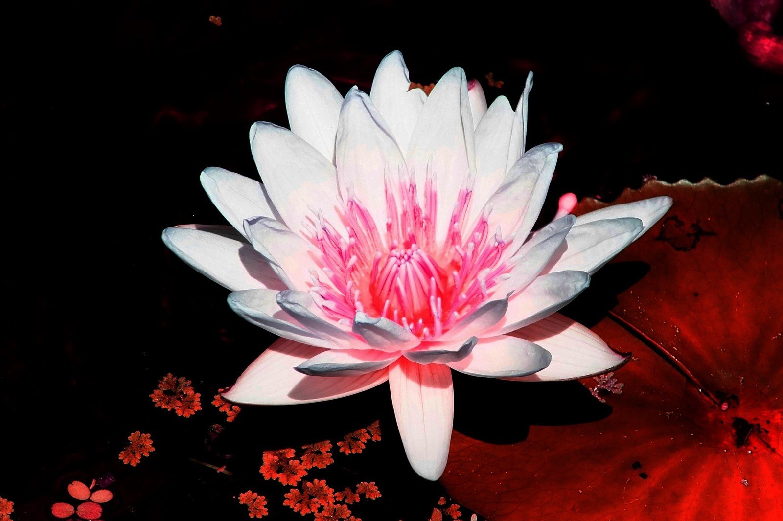 Pink & White