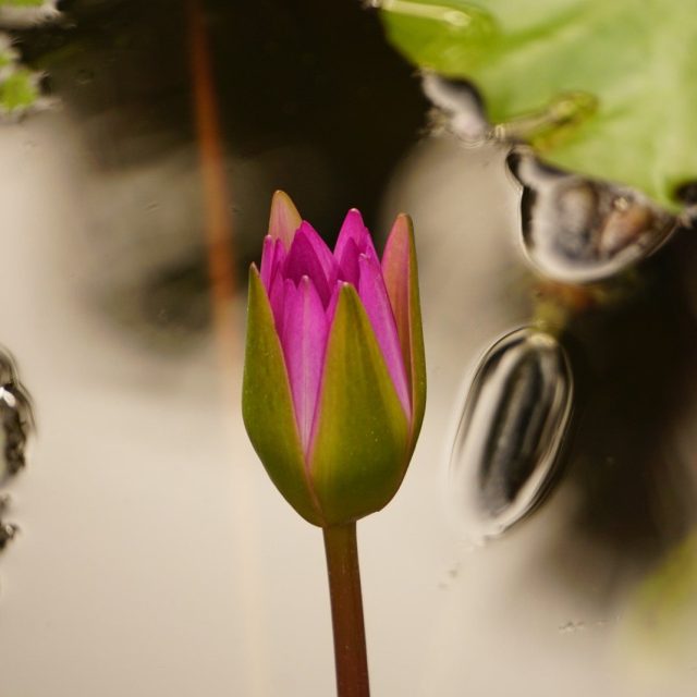 Tear Drop Lilly