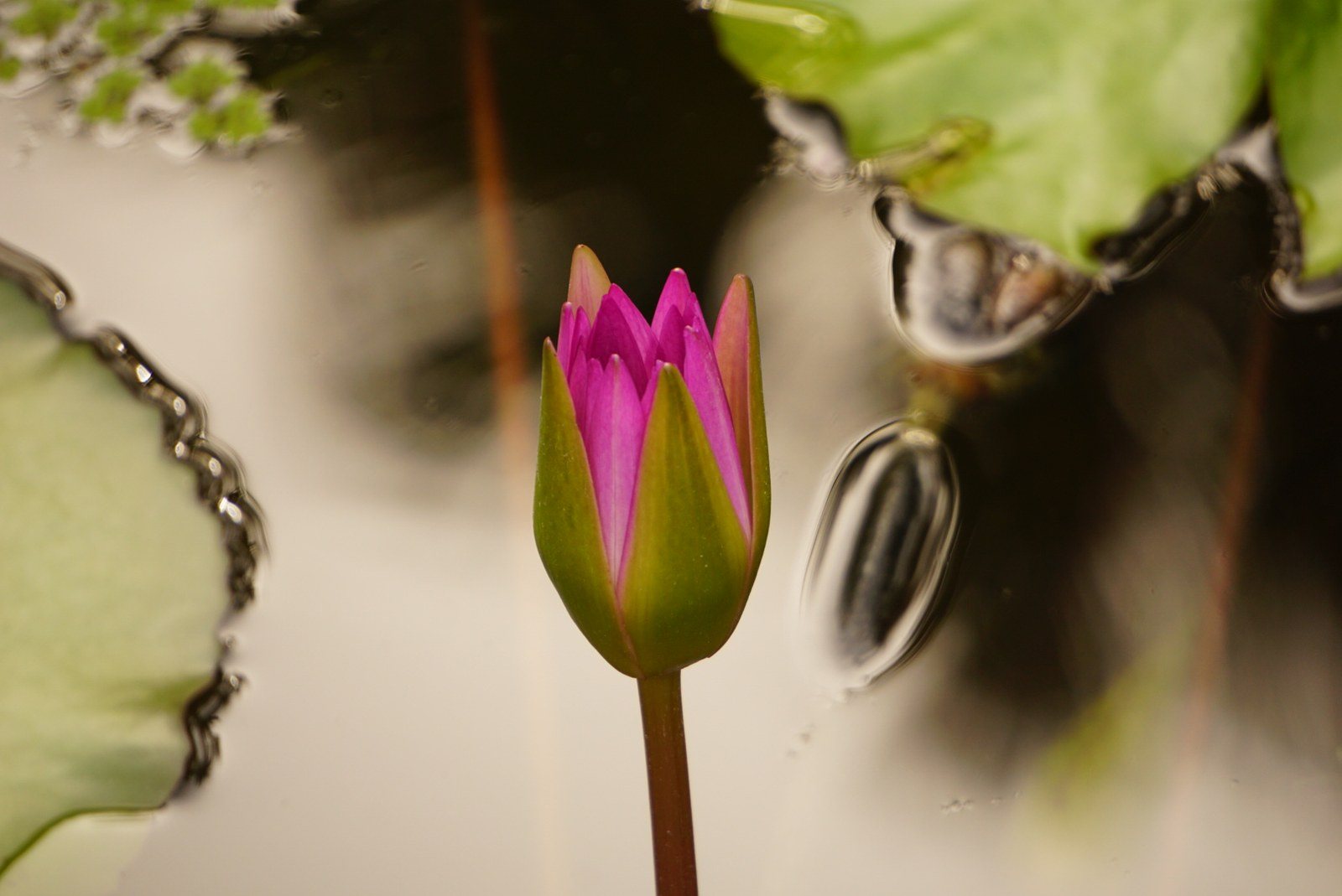 Tear Drop Lilly