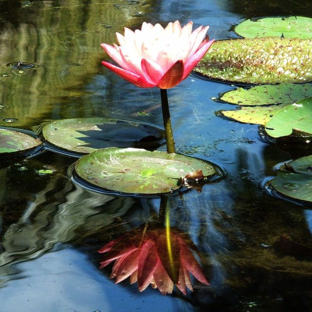 Reflection