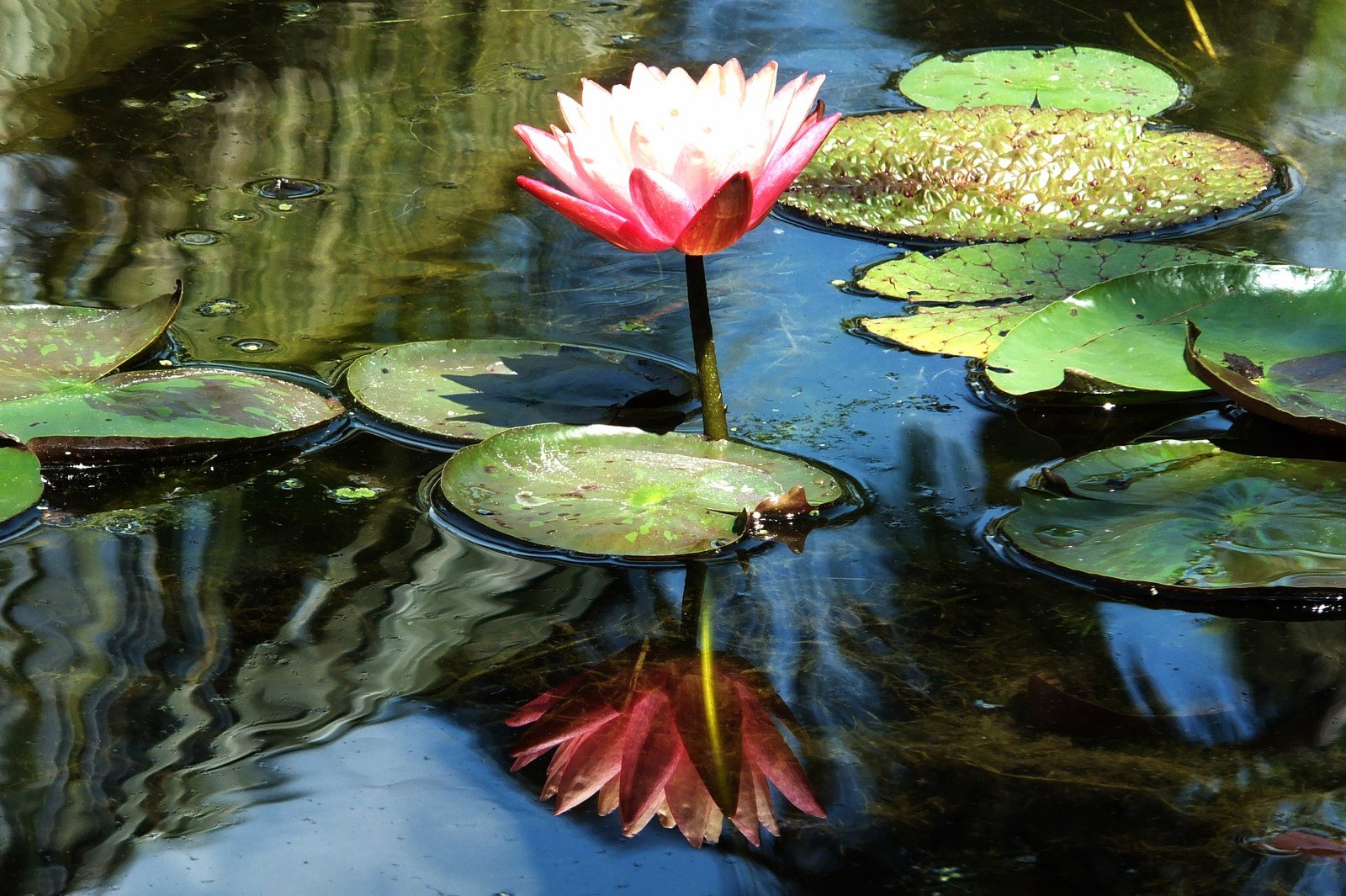 Reflection