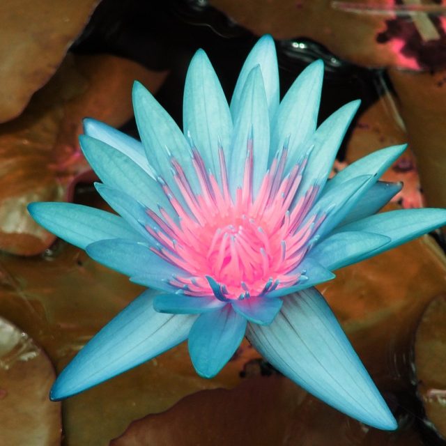 Pink And Blue
