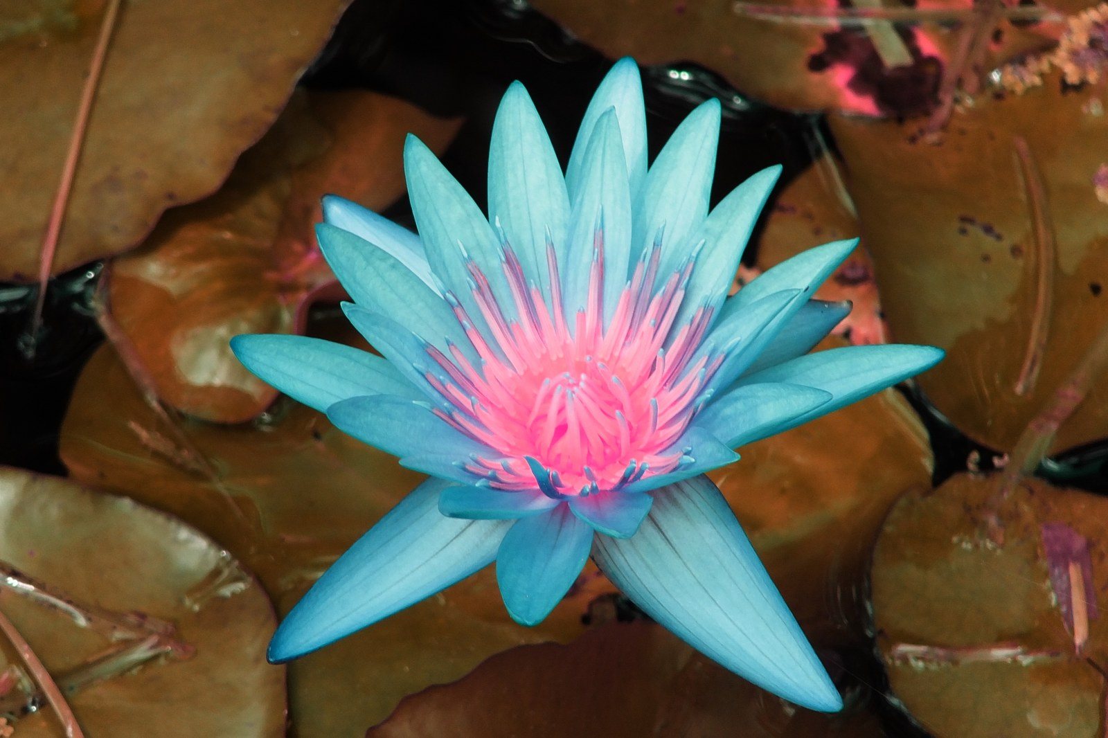 Pink And Blue