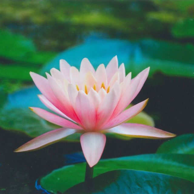 Pink Lily