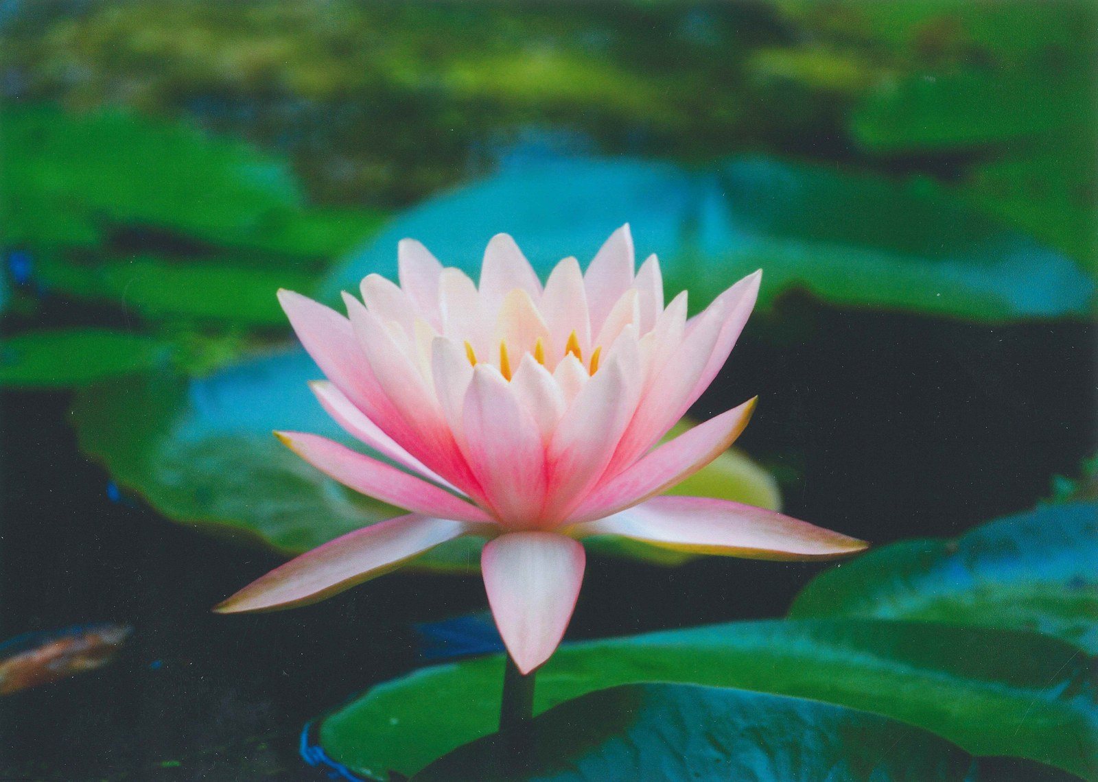 Pink Lily
