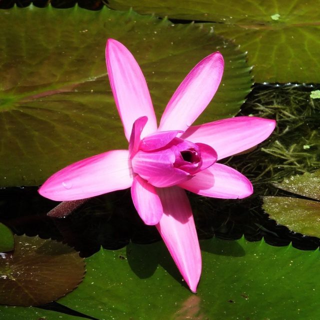 Pinwheel