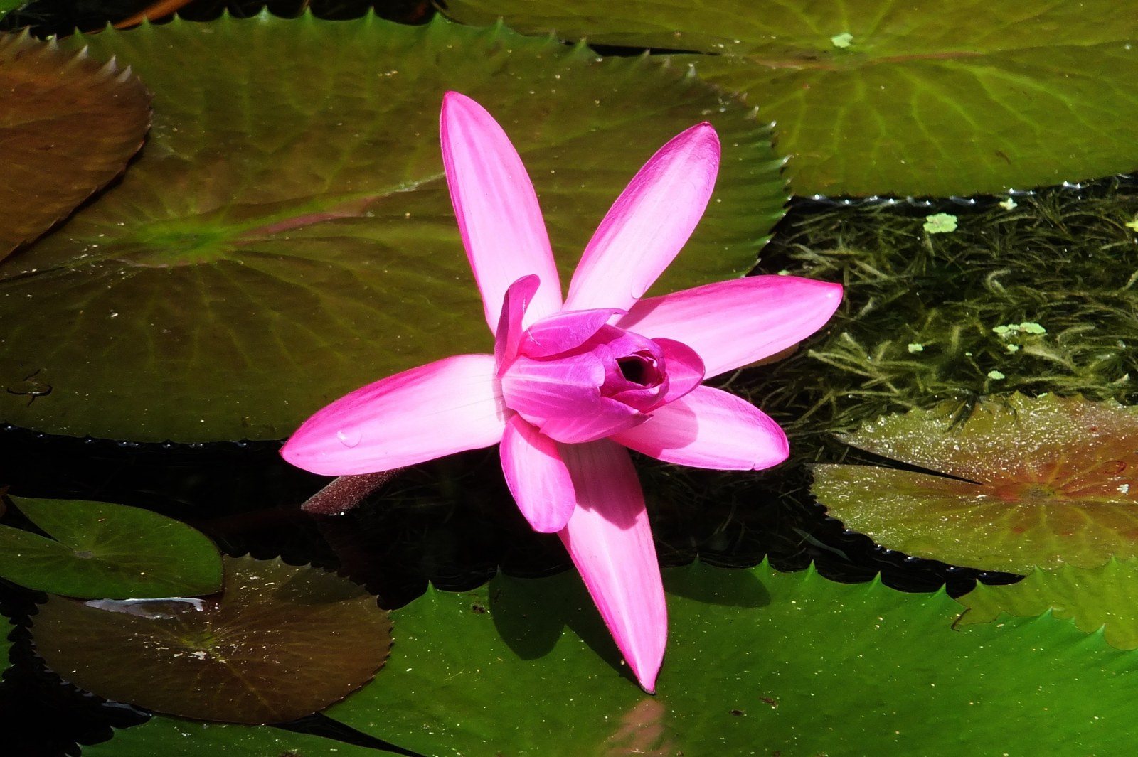 Pinwheel