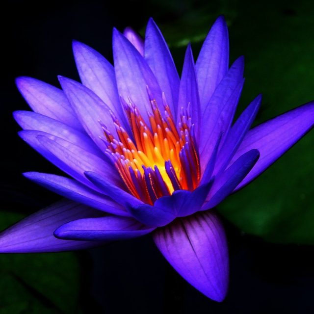 All Aglow