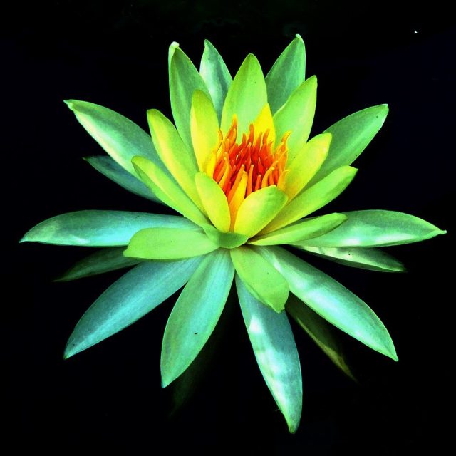 Lily Of A Different Color
