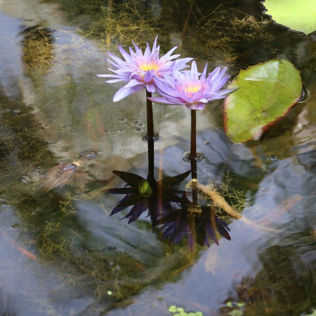 Watching Them Bloom