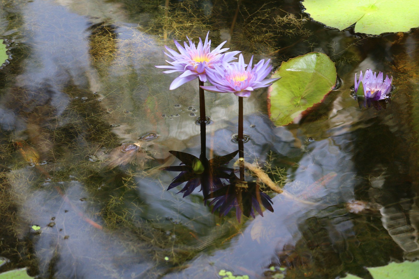 Watching Them Bloom