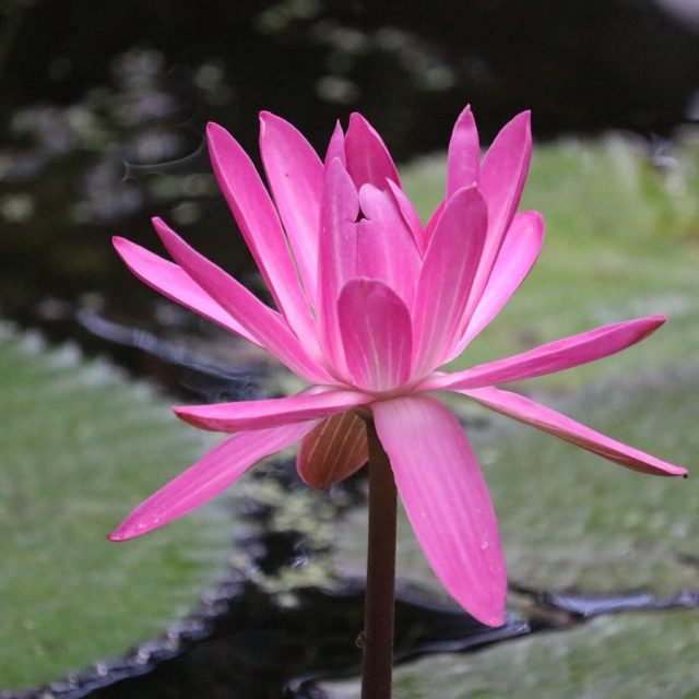Lady In Pink