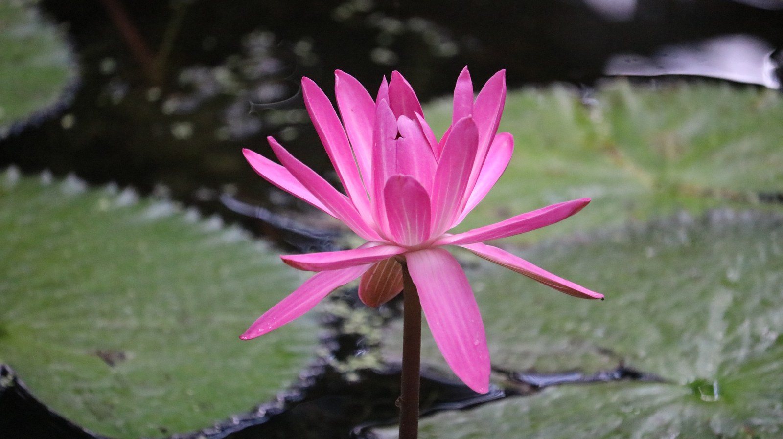 Lady In Pink