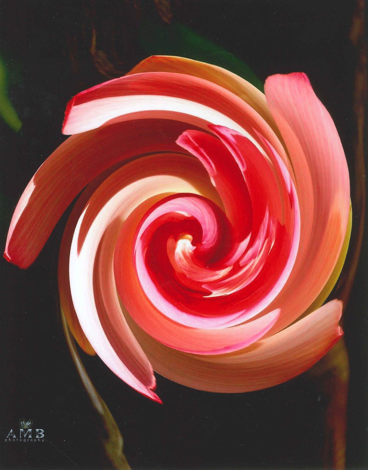 Lotus Swirl