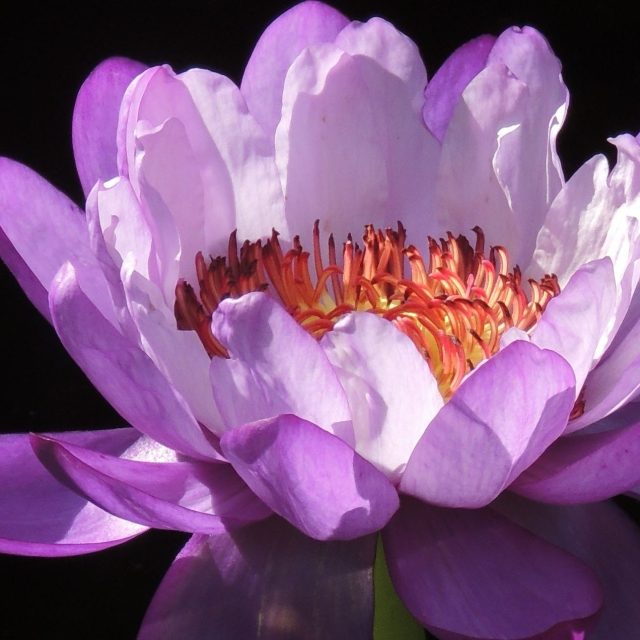 Luscious Lily