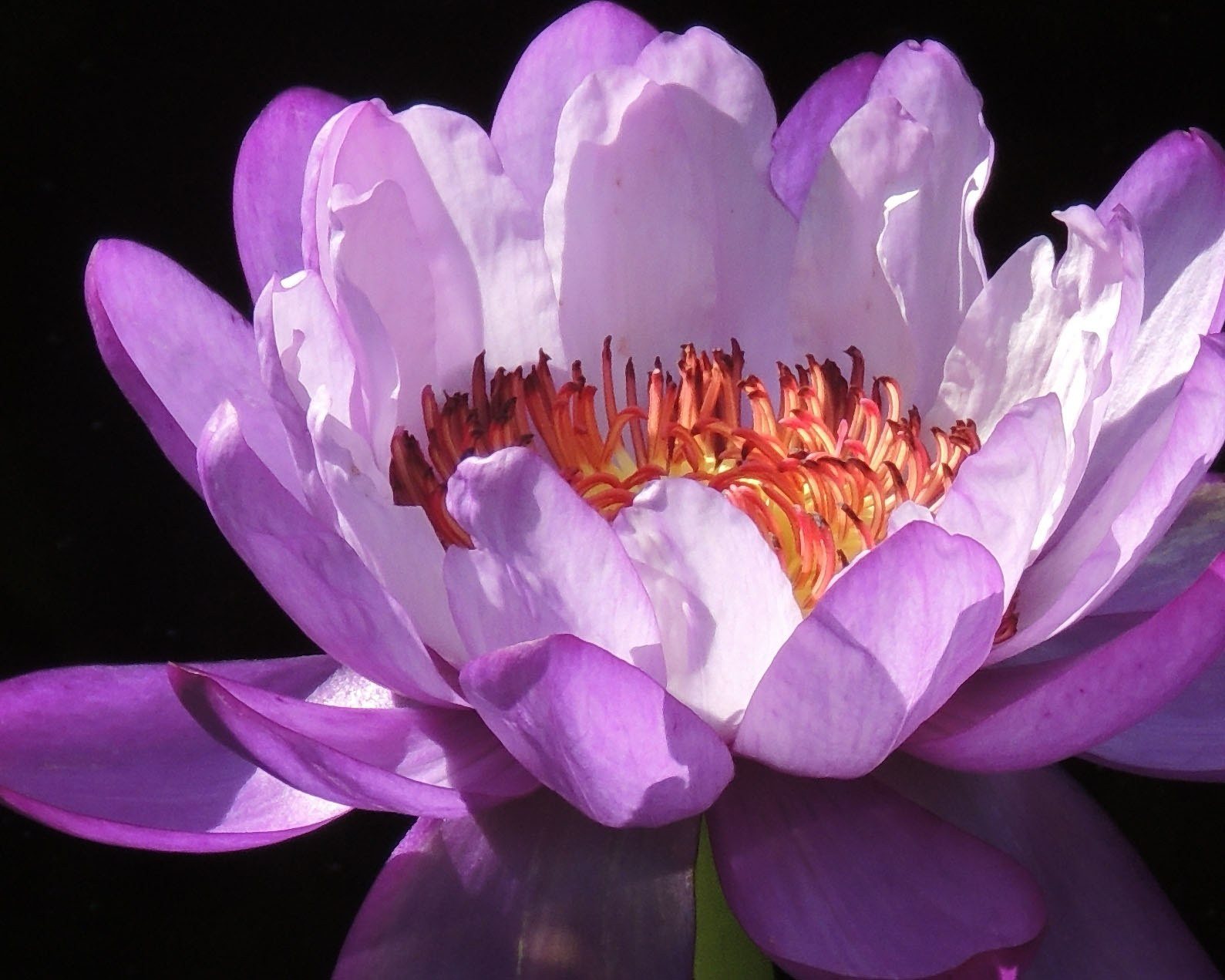 Luscious Lily