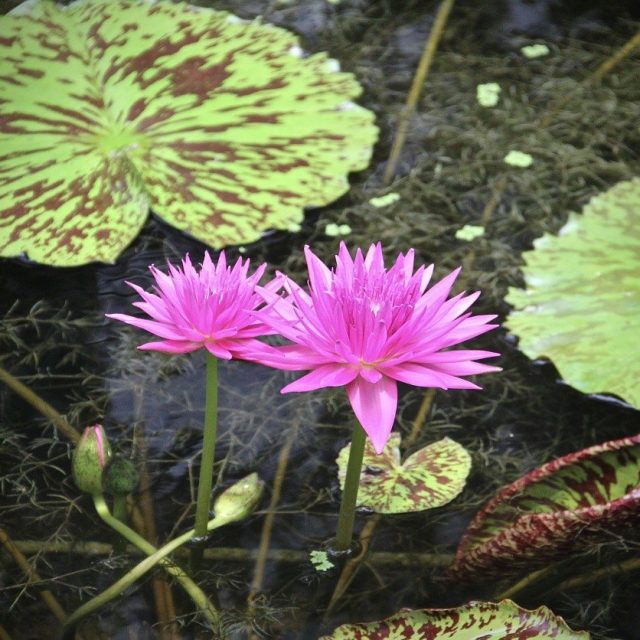 Pretty In Pink