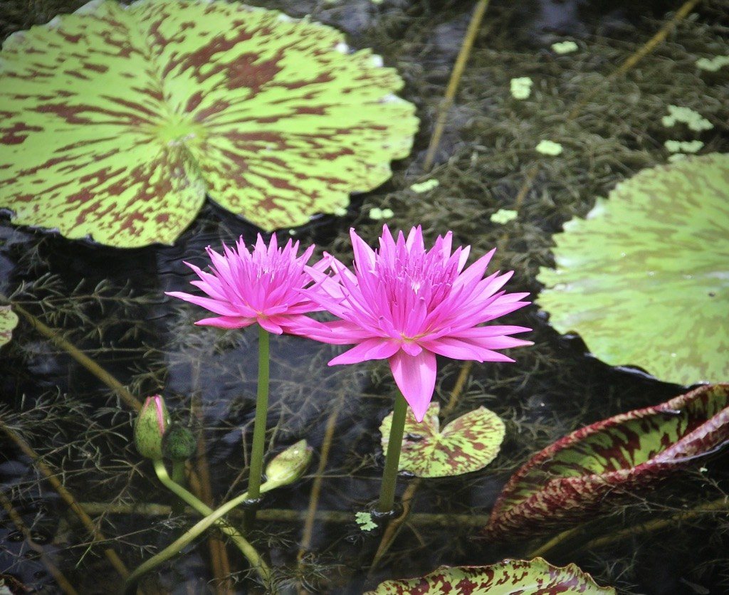 Pretty In Pink