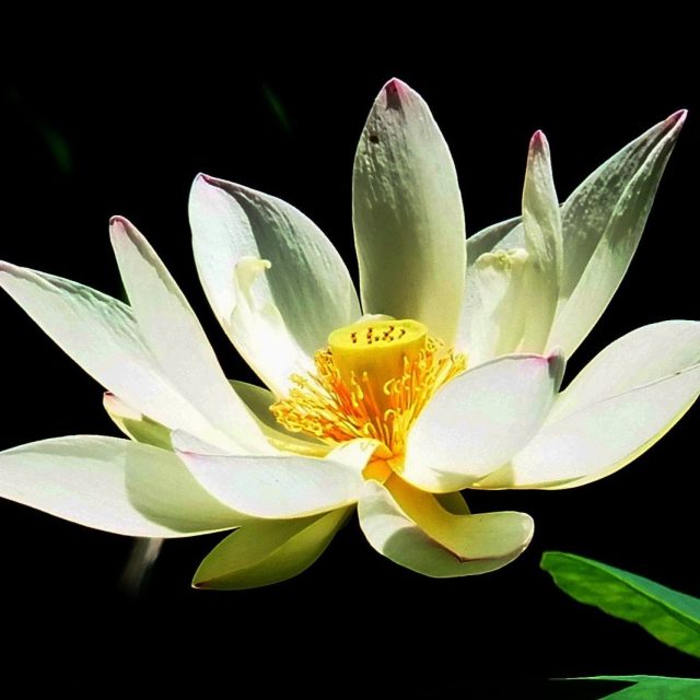 Open Lotus
