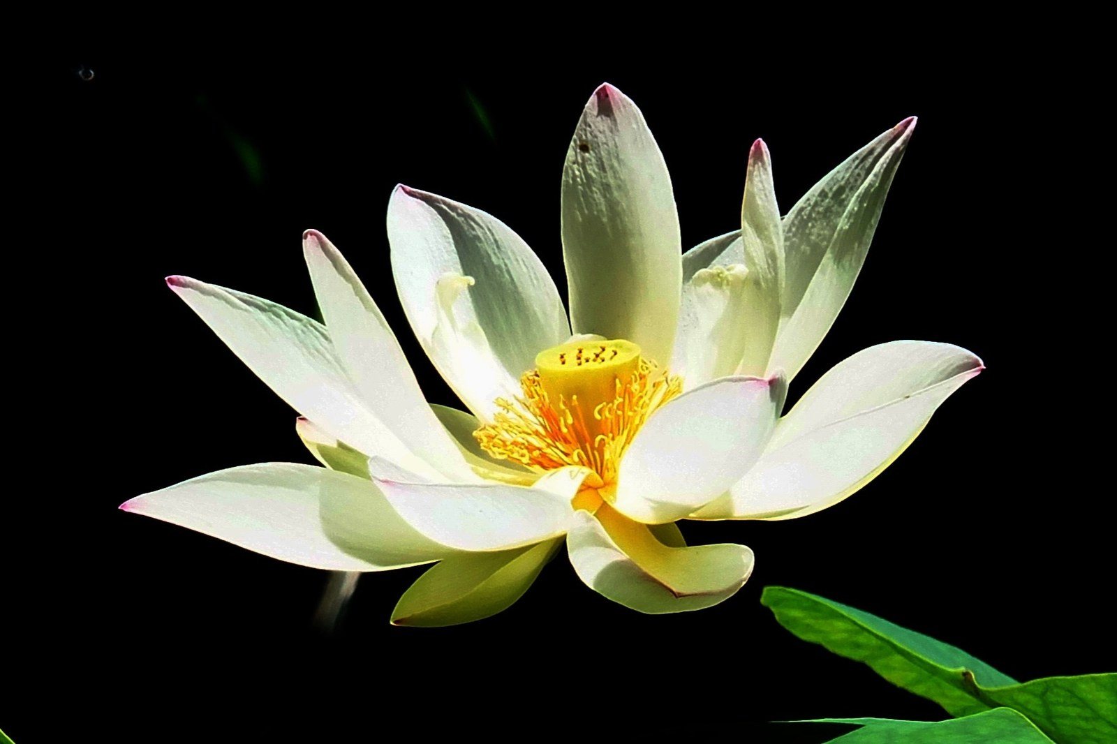 Open Lotus