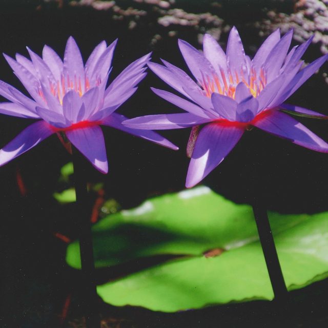 Lillies In Harmony