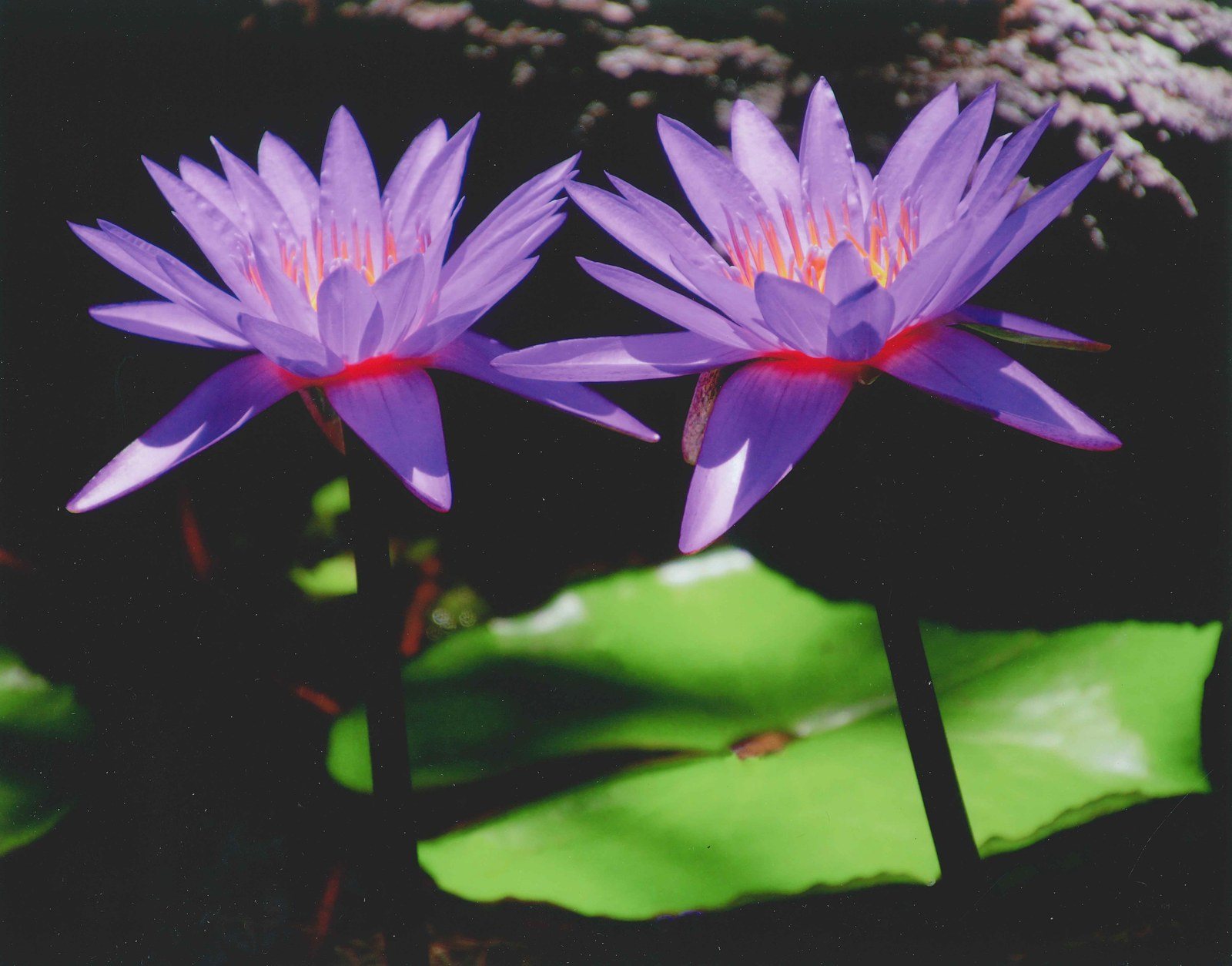 Lillies In Harmony