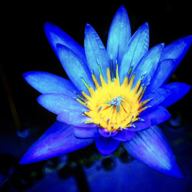 Secret Waterlily