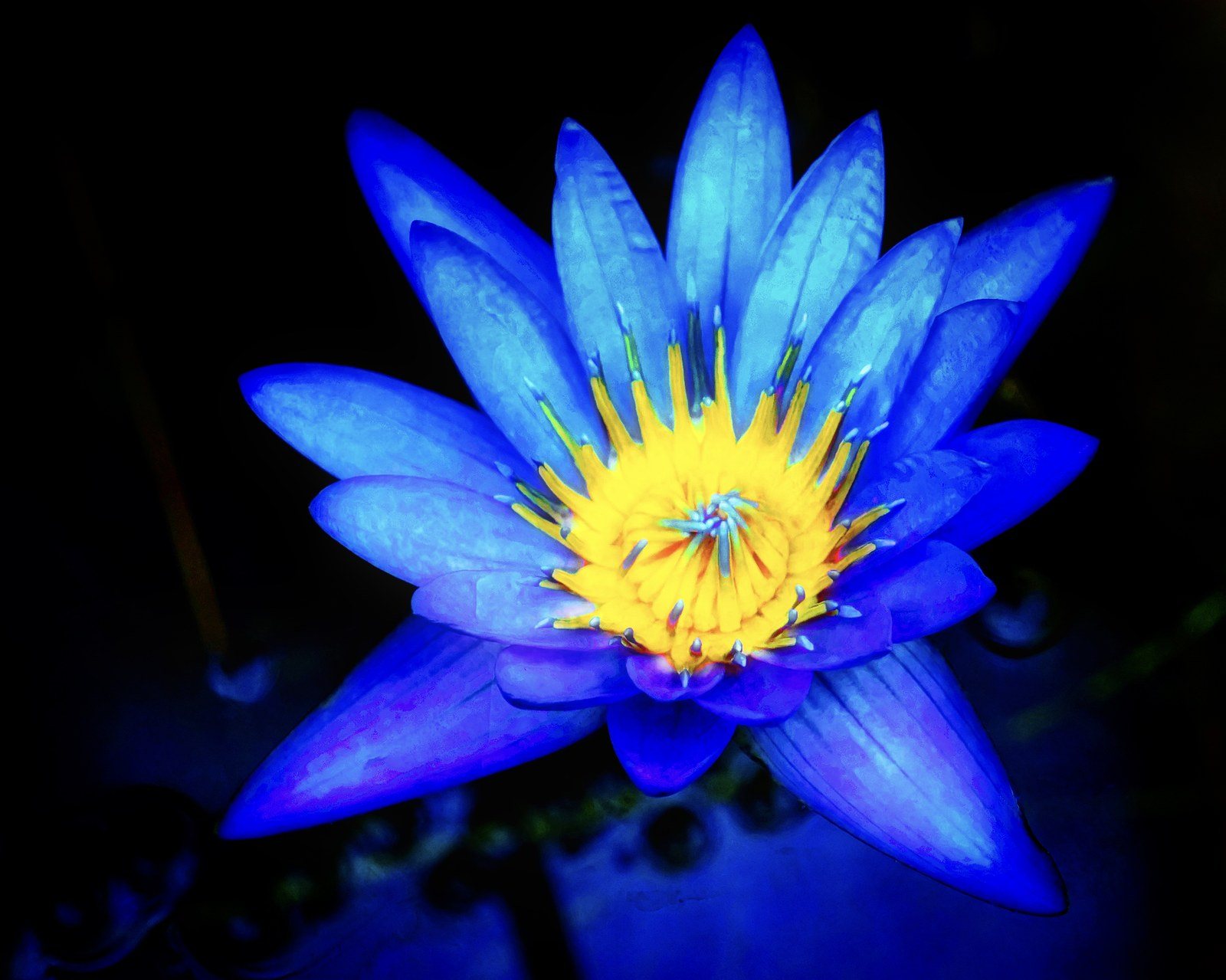 Secret Waterlily
