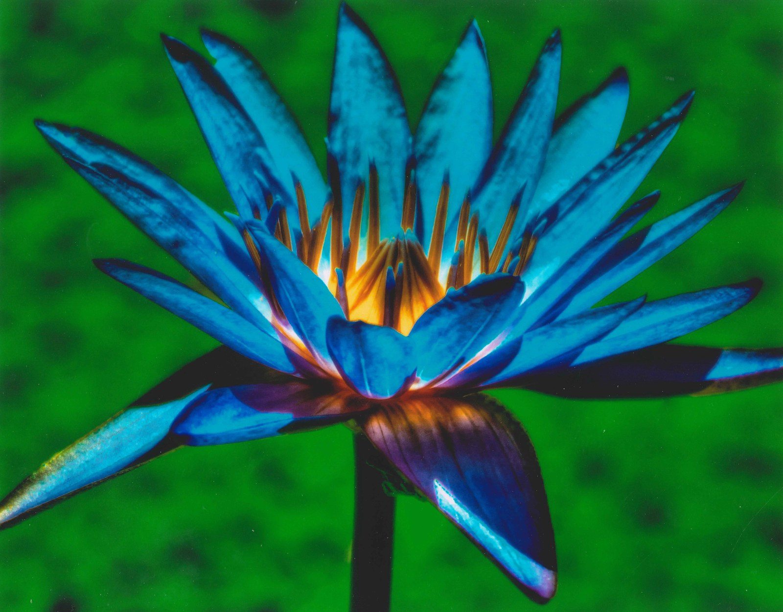 Electric Blue