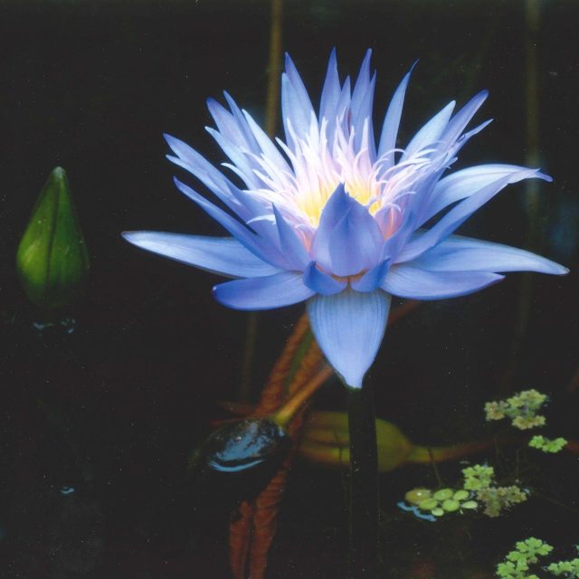 Garden Tableau