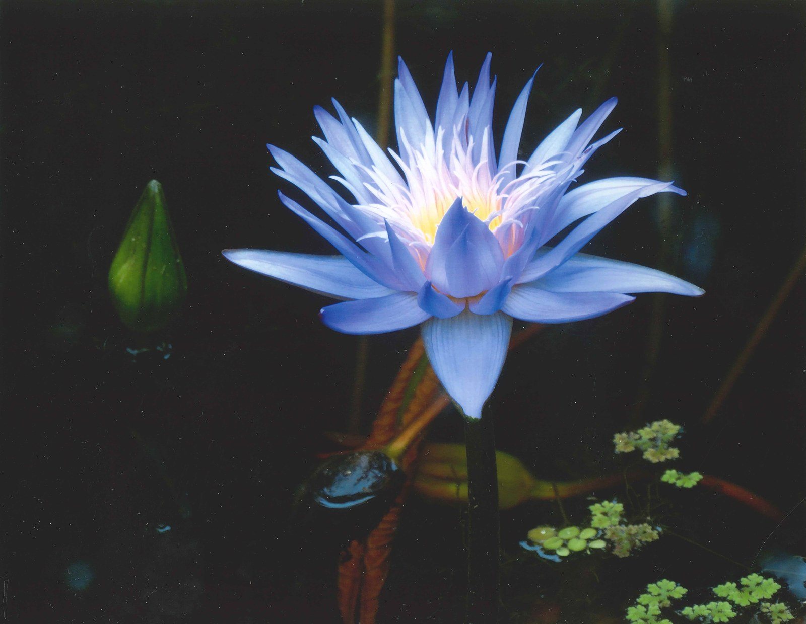 Garden Tableau