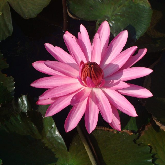 Pretty In Pink