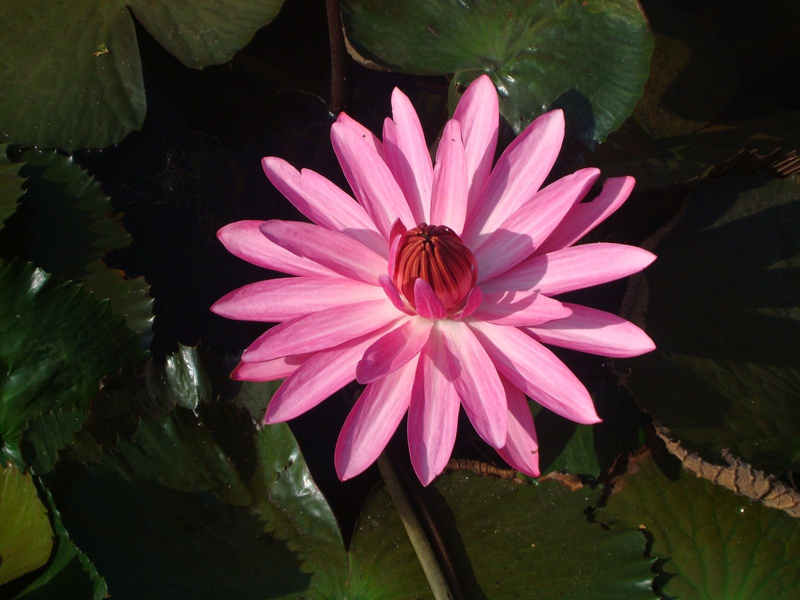 Pretty In Pink