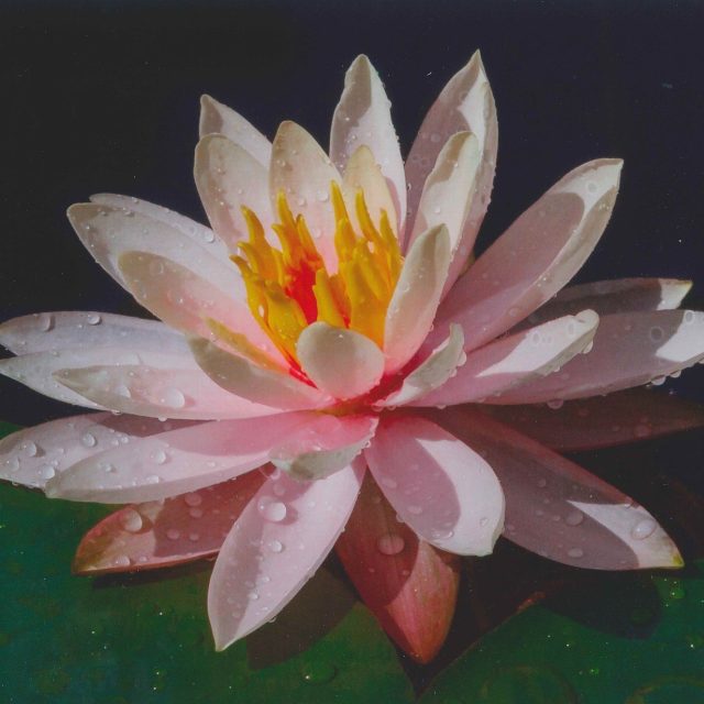 Star Lily