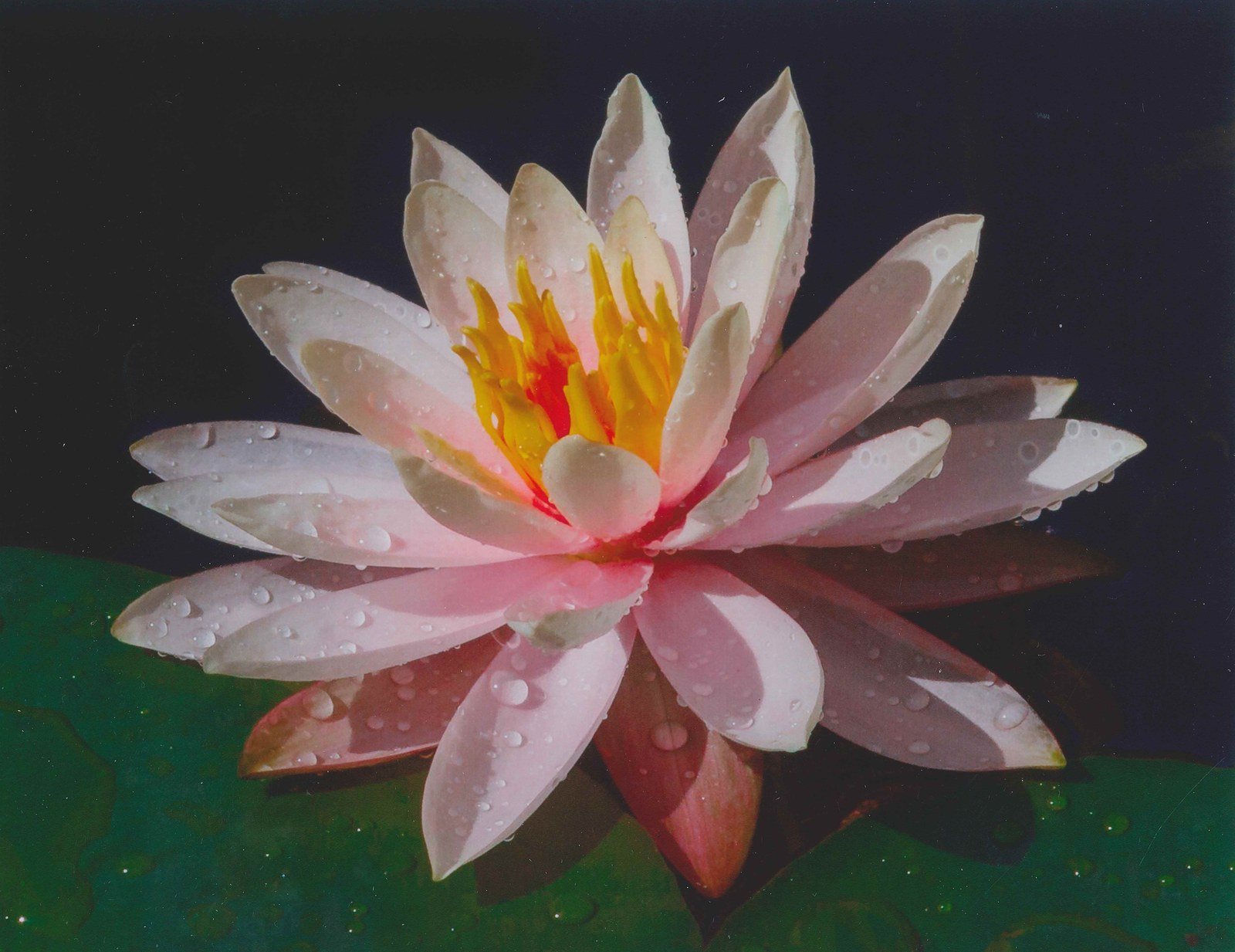 Star Lily
